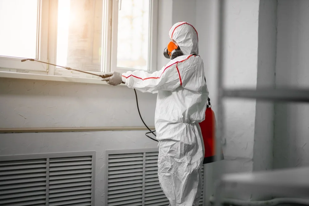 Professional mold remediation services in Toccoa, GA